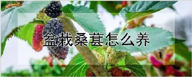 盆栽桑葚怎么养 | 耕种资料