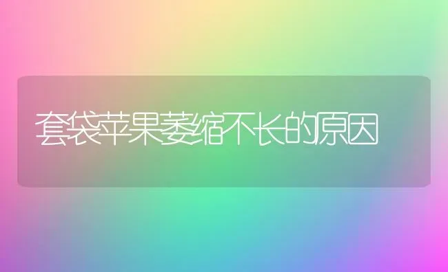 套袋苹果萎缩不长的原因 | 瓜果种植