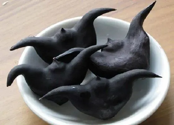 植物百科|菱角又叫什么名字
