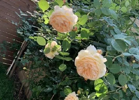 花卉百科|代表陪伴守候的花图片（花语是默默陪伴守护的植物）