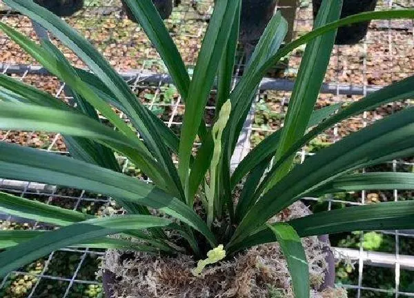 植物浇水|兰花换盆后多久浇水一次