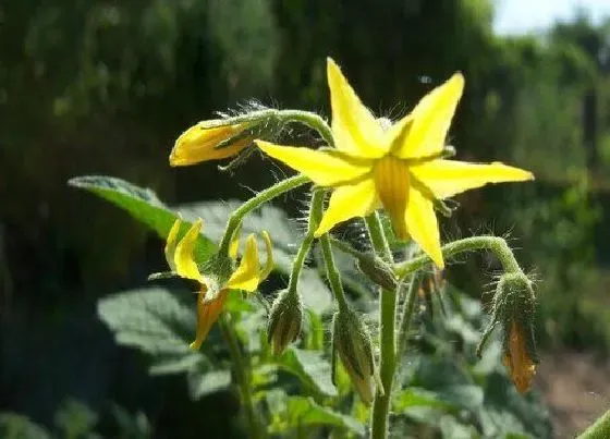 不开花|西红柿不开花什么原因