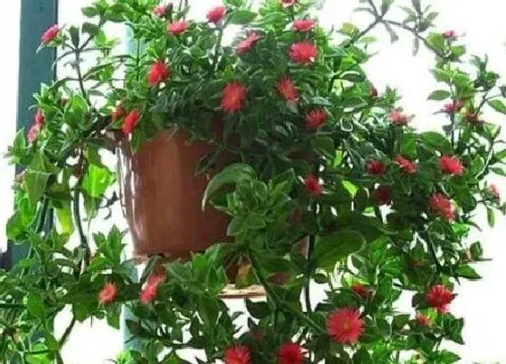 植物繁殖|牡丹吊兰怎么繁殖方法和注意事项