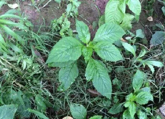 植物百科|云南苦菜又叫什么菜