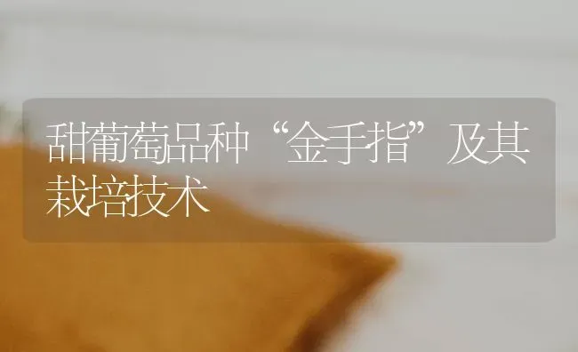 甜葡萄品种“金手指”及其栽培技术 | 瓜果种植