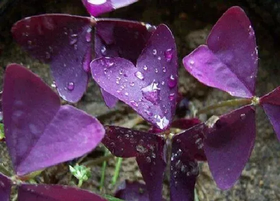 花语|酢浆草寓意和花语 紫叶和红花酢浆草象征什么寓意