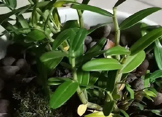 植物产地|铁皮石斛产地在哪里