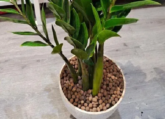 摆放常识|文昌位适合放什么植物