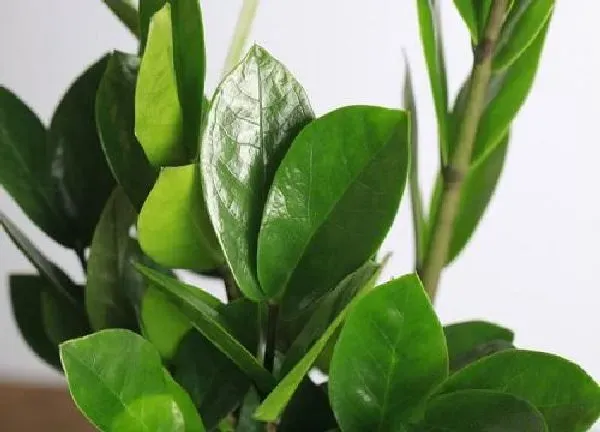 植物浇水|金钱树多久浇一次水