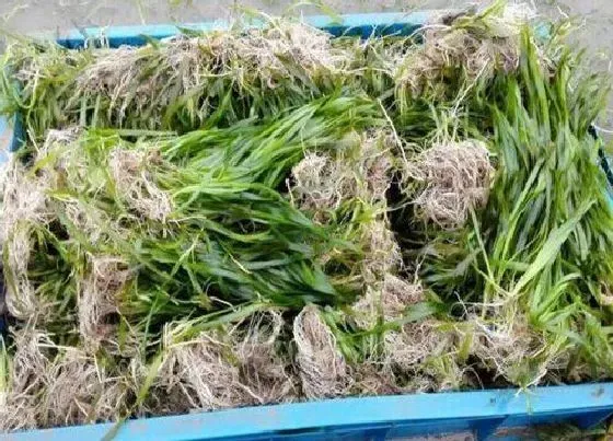 植物百科|苦草是什么植物 属于什么科植物