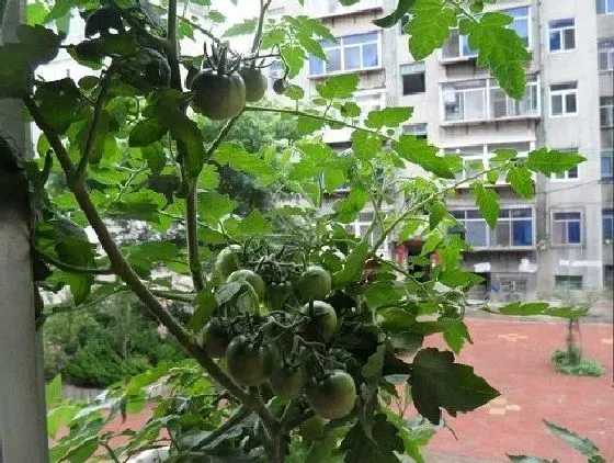 阳台摆放|阳台种植西红柿的时间和方法步骤