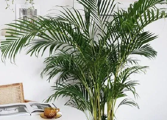 开花时间|散尾葵一年开几次花 开花有什么兆头