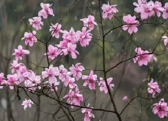 开花时间|辛夷花什么时候开花 在几月份开花