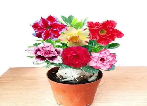植物修剪|沙漠玫瑰徒长怎么办