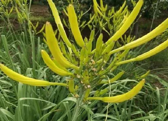 植物虫害|黄花菜病虫害防治技术与方法措施