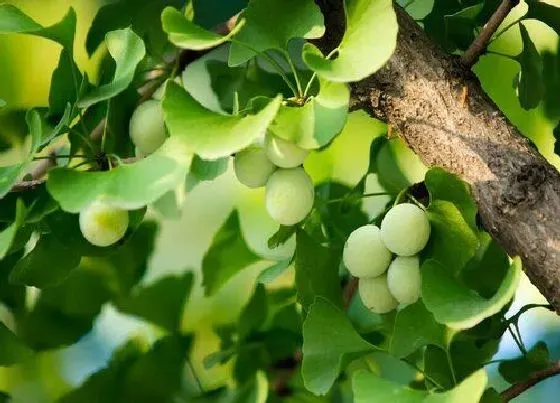 植物种类|银杏是种子植物吗