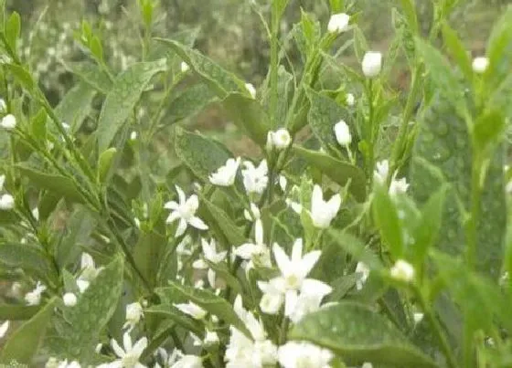 开花时间|小金桔一年开几次花