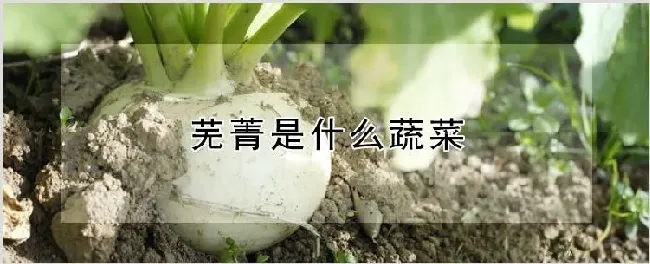 芜菁是什么蔬菜 | 养殖技术