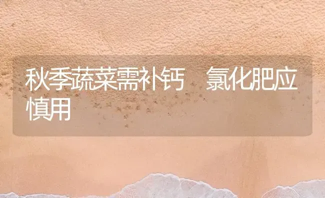 秋季蔬菜需补钙 氯化肥应慎用 | 蔬菜种植