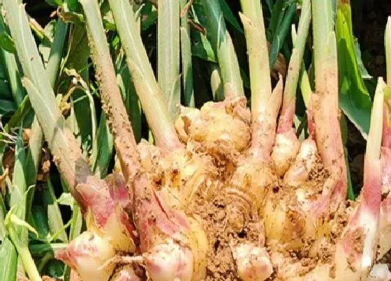 植物百科|生姜长在什么地方