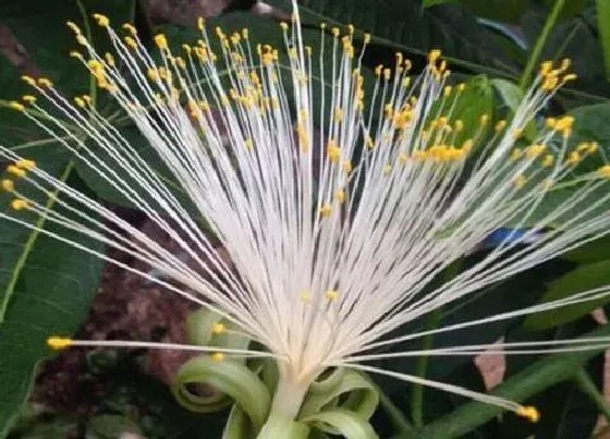 植物种类|发财树是热带植物吗