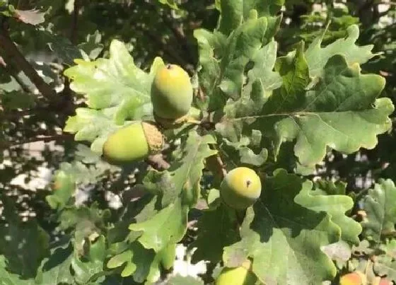 植物百科|树是什么植物类别 属于什么科植物