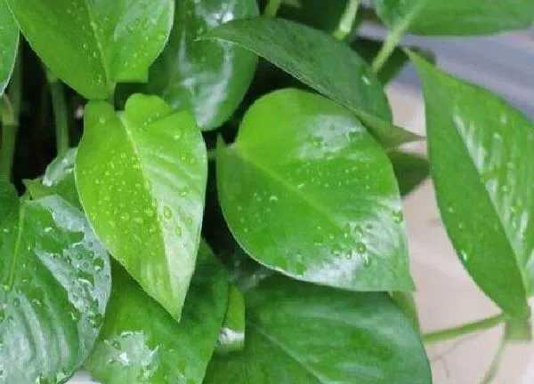 植物浇水|橘子水适合浇什么花