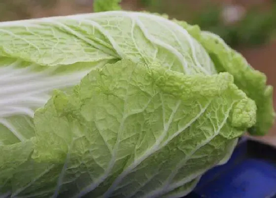 种植方法|大白菜最佳种植时间 什么时候种植最好