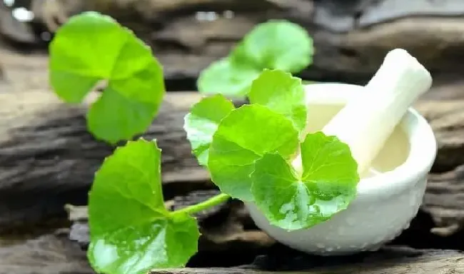 植物百科|积雪草属于哪类植物（积雪草农村又叫什么名称图片）