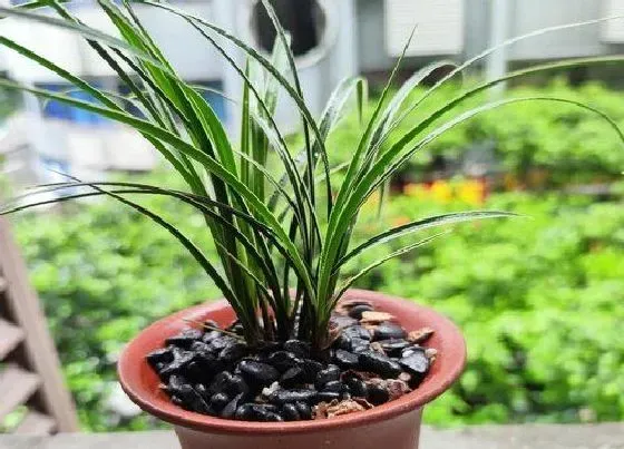种植土壤|网购兰花怎么处理上盆 新入盆兰花浇水方法