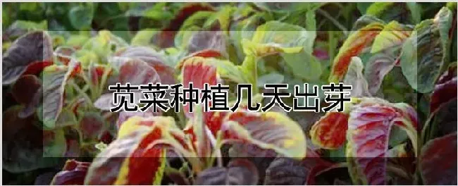 苋菜种植几天出芽 | 养殖技术