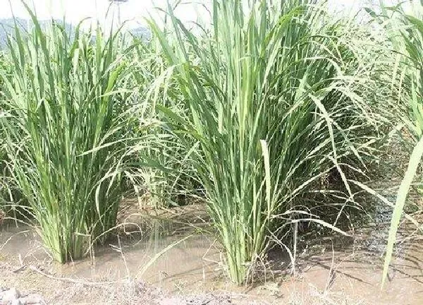 植物生根|如何让植物快速生根