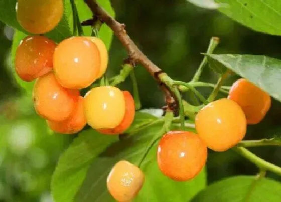 种植管理|樱桃花开得多坐果率低怎么回事，花开得不少怎样能多坐果）