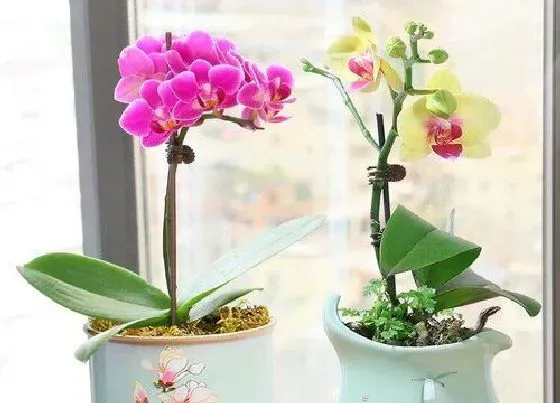 植物种类|兰花是种子植物吗