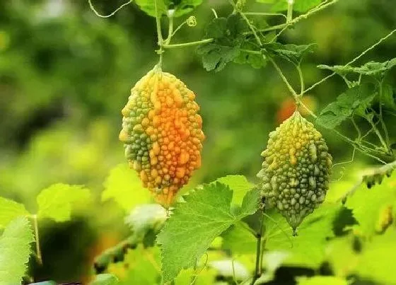 种植管理|癞葡萄什么季节种植合适