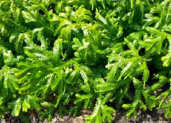 植物毒性|卷柏有毒吗 可以放在室内养吗