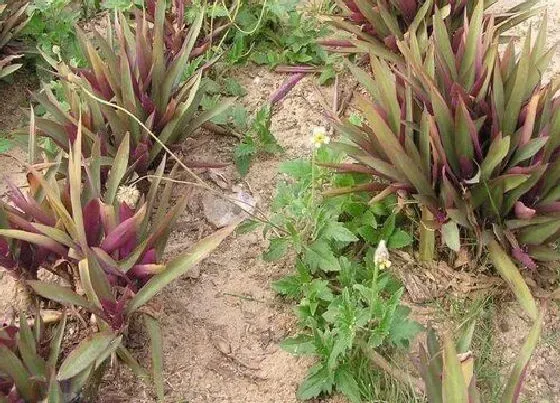 植物毒性|紫背万年青有毒吗 可以放在室内养吗