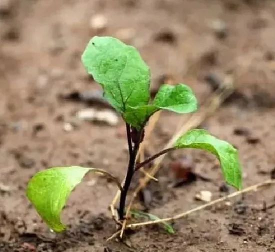 植物育苗|茄子苗不长是怎么回事，茄子秧苗生长点不旺什么原因）