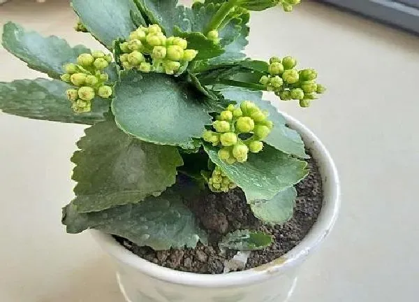 植物浇水|过期的葡萄糖能浇花吗