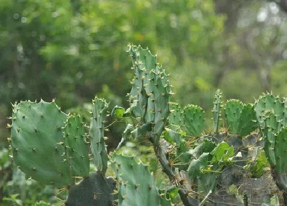 根部|仙人掌是什么根系的植物