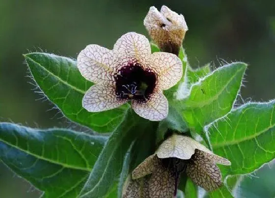 花语|什么花的花语是骂人的