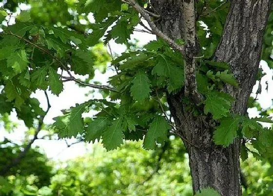 植物百科|橡子树又叫什么树