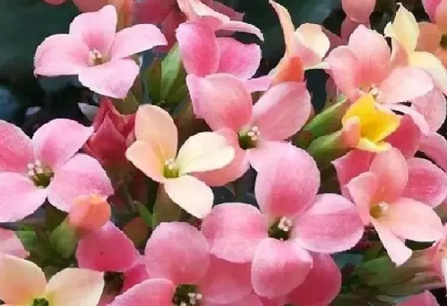 植物浇水|长寿花几天浇一次水是最好的（春夏秋冬季节正确浇水方法）