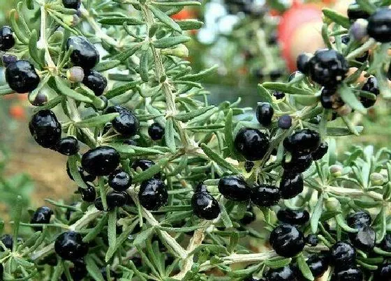 植物百科|黑枸杞生长在什么地方