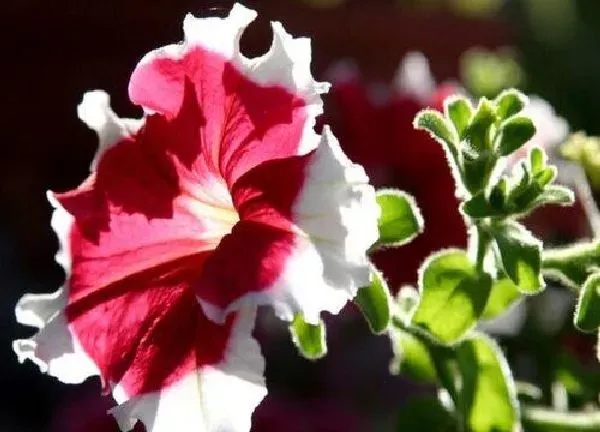 养殖方法|大岩桐开完花怎么办
