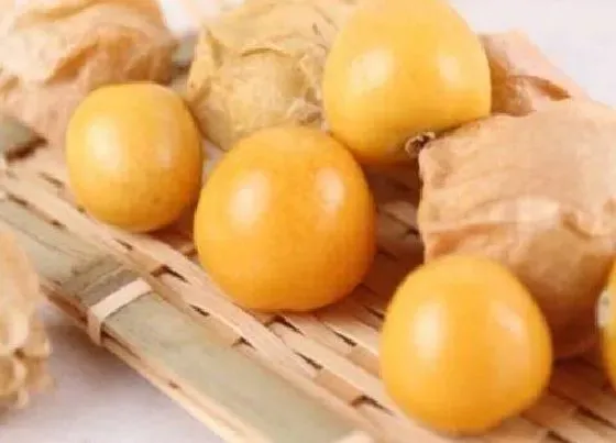 水果科普|东北水果有哪些