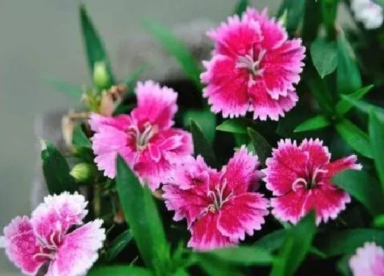 植物修剪|石竹怎么修剪方法