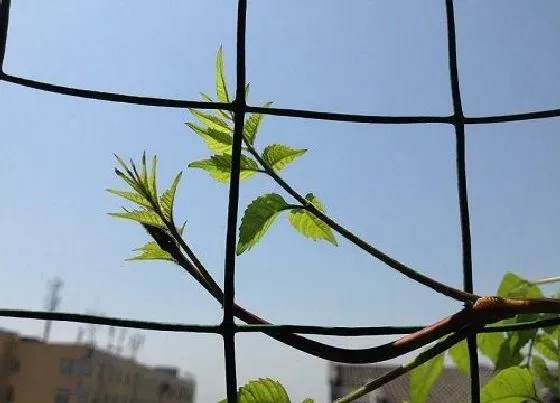 植物百科|凌霄是什么植物