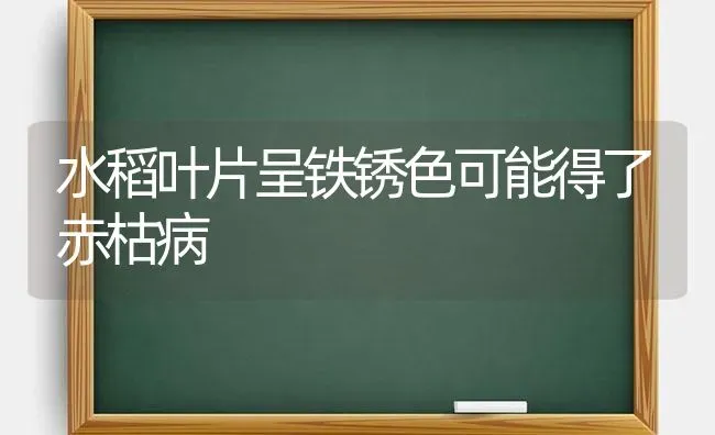 水稻叶片呈铁锈色可能得了赤枯病 | 粮油作物种植