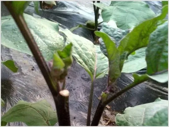 蔬菜缺钙综合防治措施 | 农业技术